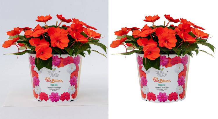 Background remove 100 image by clipping path